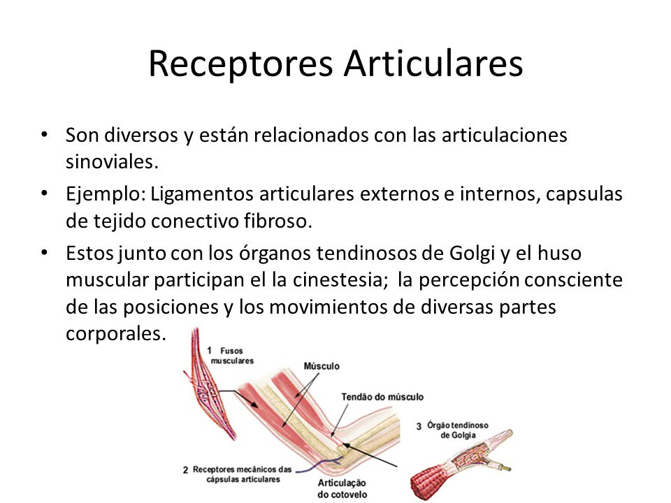 RECEPTORES ARTICULARES EPUB RECEPTORES ARTICULARES EPUB